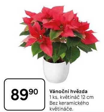 Vánoční hvězda, 1 ks, květináč 12 cm, Bez keramického květináče 