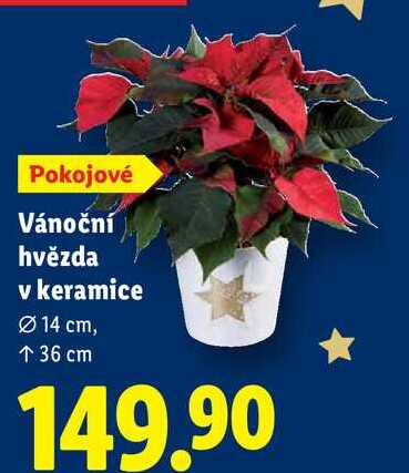 Vánoční hvězda v keramice