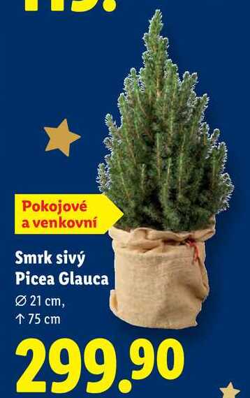Smrk sivý Picea Glauca