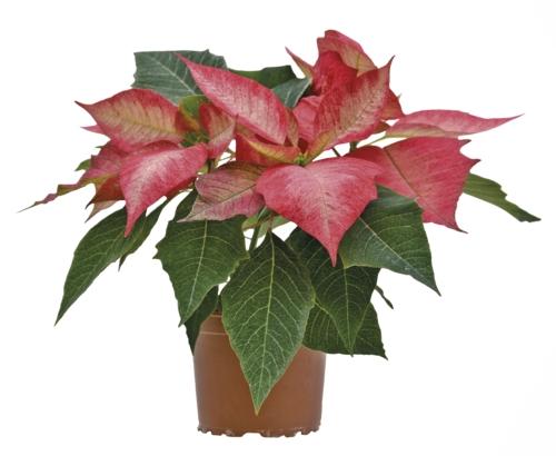 Poinsettia, 1 KS