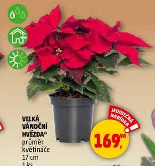 VELKÁ VÁNOČNÍ HVĚZDA, 1 ks