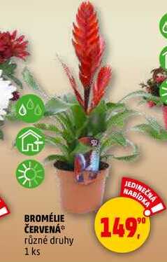 BROMÉLIE ČERVENÁ, 1 ks