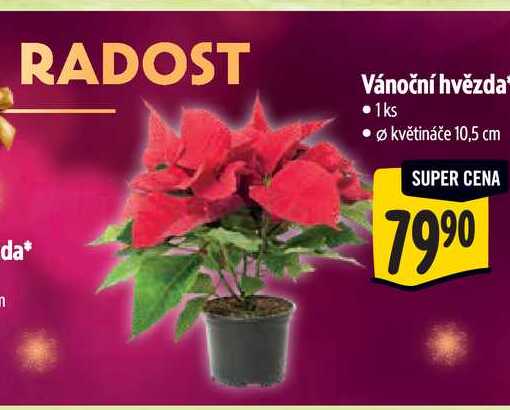 Vánoční hvězda, pr. květináče 10,5 cm