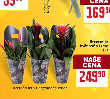 Bromélie květináč Ø 13 cm