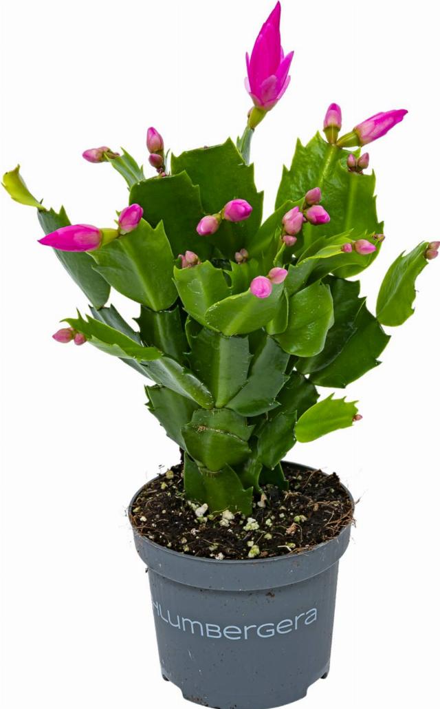 Vánoční kaktus Schlumbergera