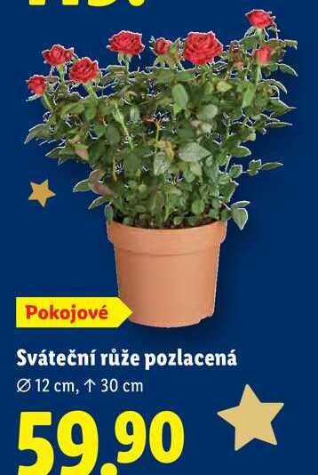 Sváteční růže pozlacená