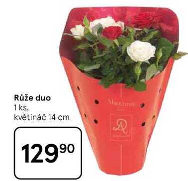 Růže duo, 1 ks, květináč 14 cm 