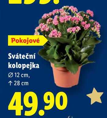 Sváteční kolopejka 