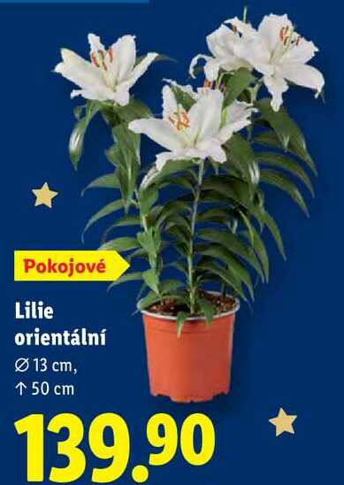 Lilie orientální 