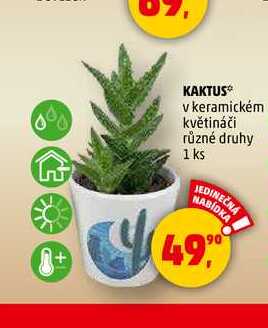KAKTUS, 1 ks 