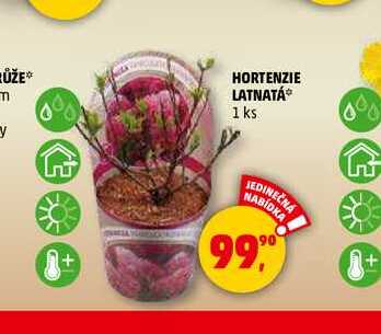HORTENZIE LATNATÁ, 1 ks