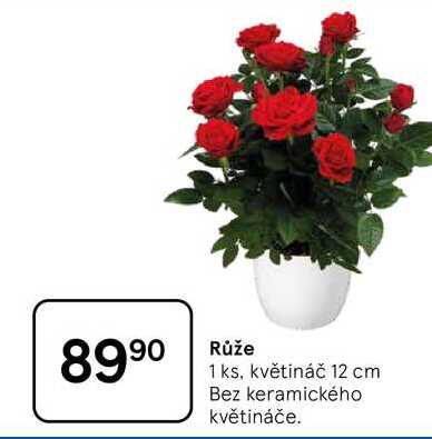 Růže, 1 ks, květináč 12 cm, Bez keramického květináče 