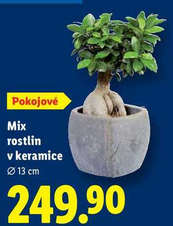 Mix rostlin v keramice 