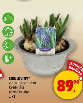 CIBULOVINY, 1 ks 