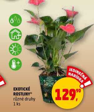 EXOTICKÉ ROSTLINY, 1 ks 