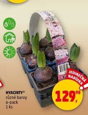 HYACINTY, 1 ks