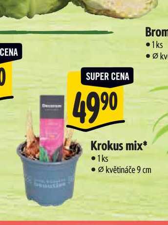   Krokus mix, pr. květináče 9 cm 