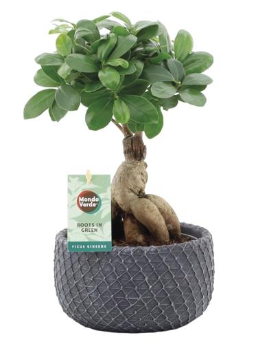 Fïcus ginseng, 1 KS