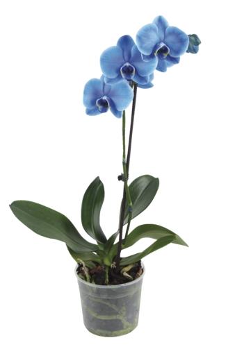 Phalaenopsis barvený, 1 KS