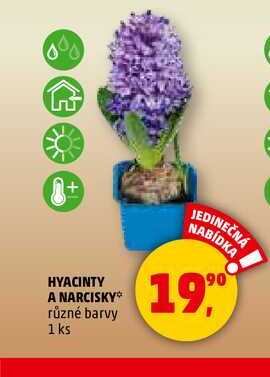 HYACINTY A NARCISKY, 1 ks 