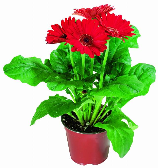 Gerbera