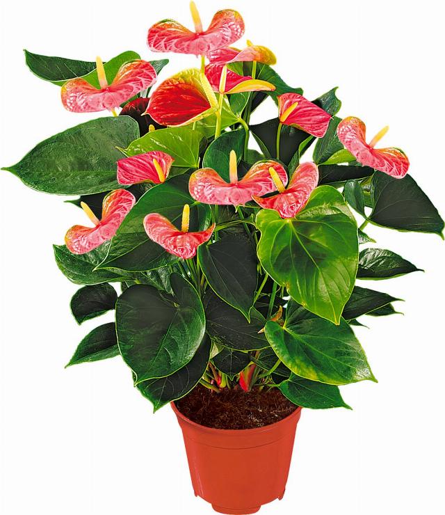 Anthurium andreanum