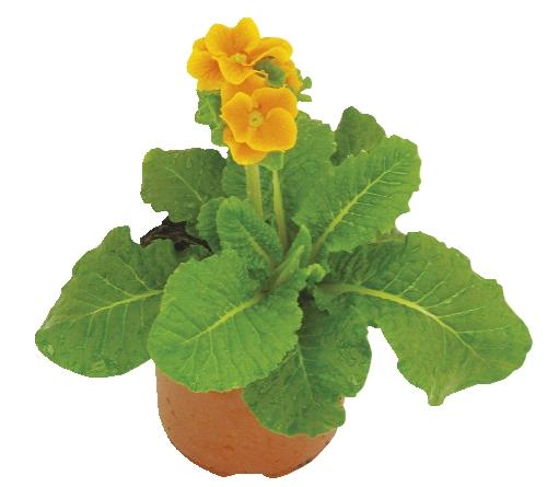 Primula elatior, 1 KS