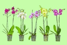 ORCHIDEJ MŮROVEC (PHALAENOPSIS)