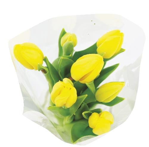 Tulipány 7 ks, 1 KS