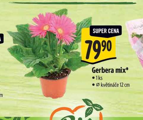 Gerbera mix, pr. květináče 12 cm