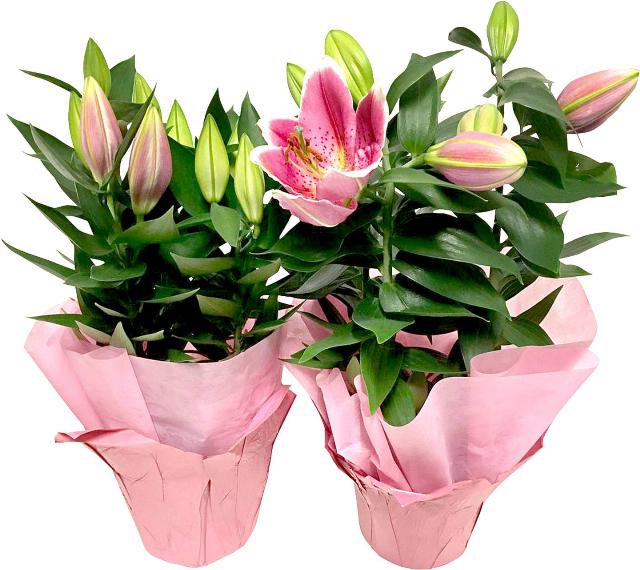 Lilie Orientalis v dárkovém balení