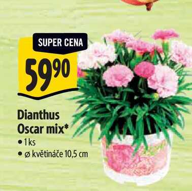 Dianthus Oscar mix, pr květináče 10,5 cm