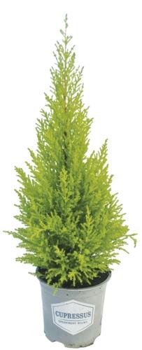 Cupressus pyramida, 1 KS