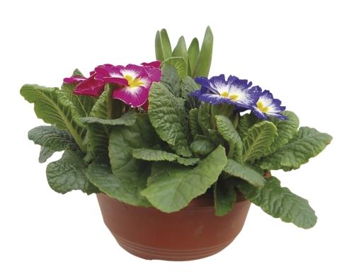 Jarní miska směs, 1 KS