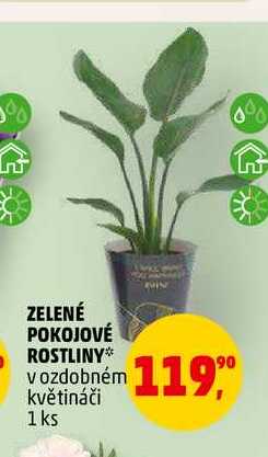 ZELENÉ POKOJOVÉ ROSTLINY, 1 ks