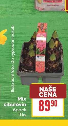 Mix cibulovin 6pack 1 ks