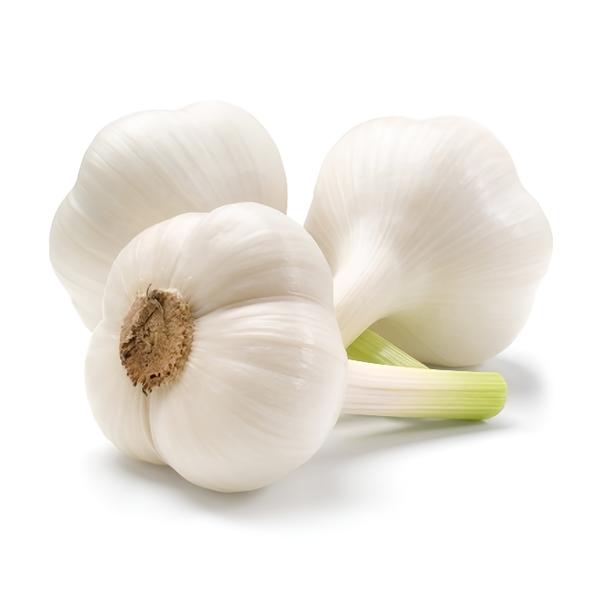 Česnek bílý, svazek