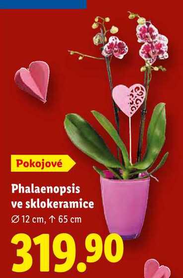 Phalaenopsis ve sklokeramice