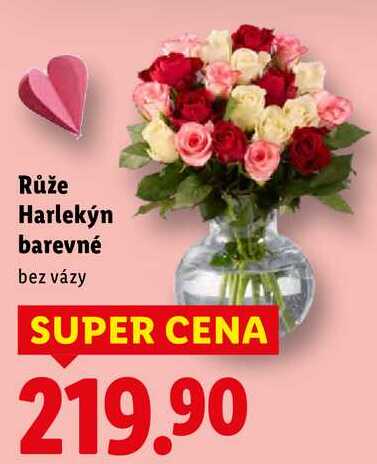 Růže Harlekýn barevné 