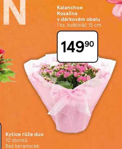 Kalanchoe Rosalina v dárkovém obalu, 1 ks