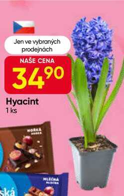 Hyacint 1 ks