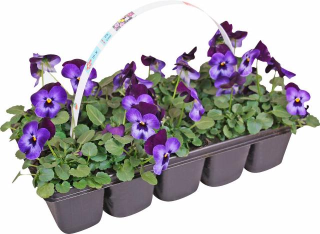 Violka rohatá 10pack