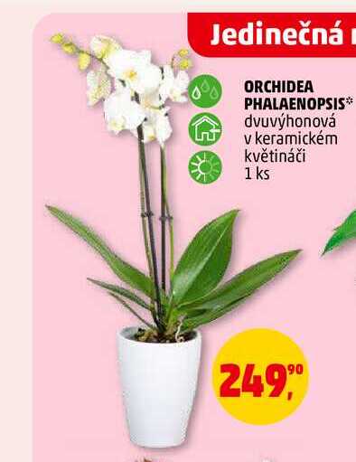 ORCHIDEA PHALAENOPSIS, 1 ks 
