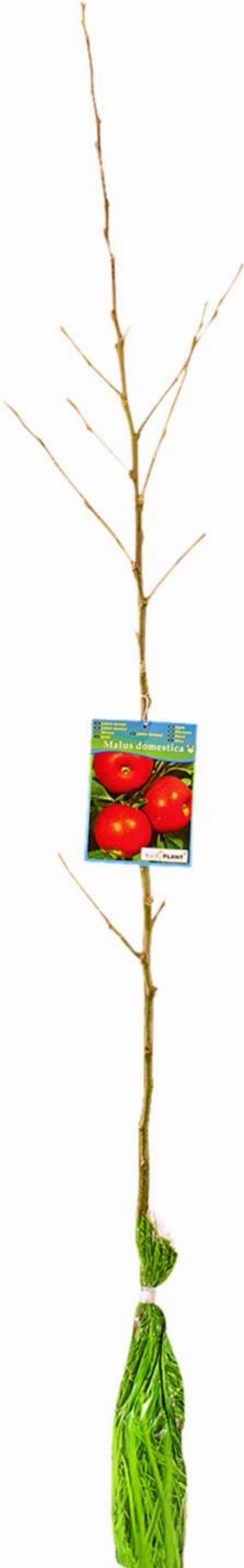 Ovocný strom jabloň, hrušeň, třešeň meruňka a další druhy