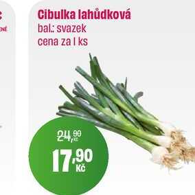 Cibulka lahůdková SVAZEK