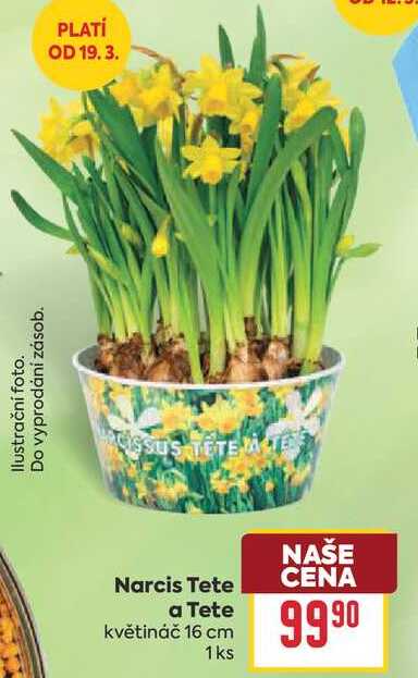 Narcis Tete a Tete květináč 16 cm 1ks