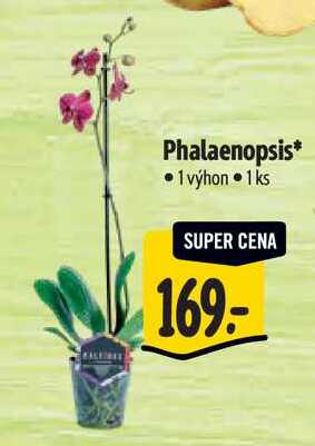 Phalaenopsis