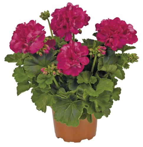 Pelargonium zonale, 1 KS