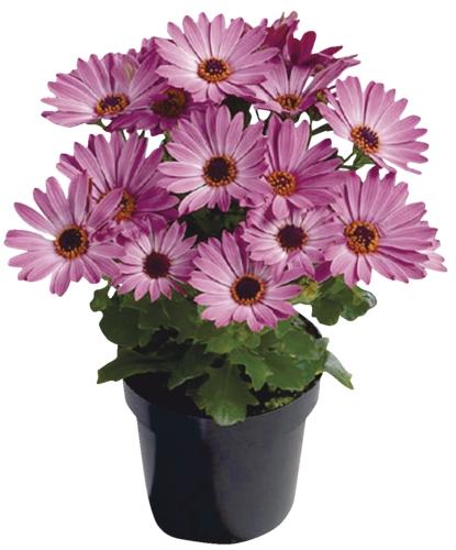 Osteospermum, 1 KS