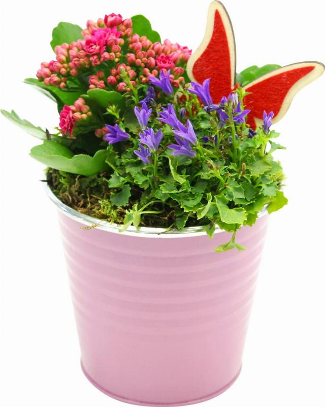 Rostliny v obalu s přízdobou